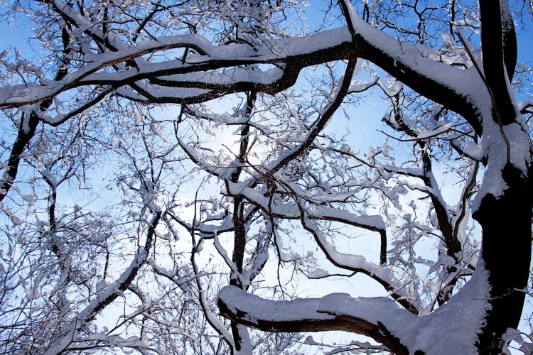 Frick-Park-HTL-sparkles-sunshine-trees-snowy-blue-sky-white-