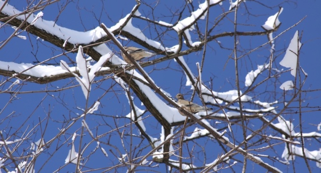 Frick Park HTL white snow blue sky branches twigs brown bird