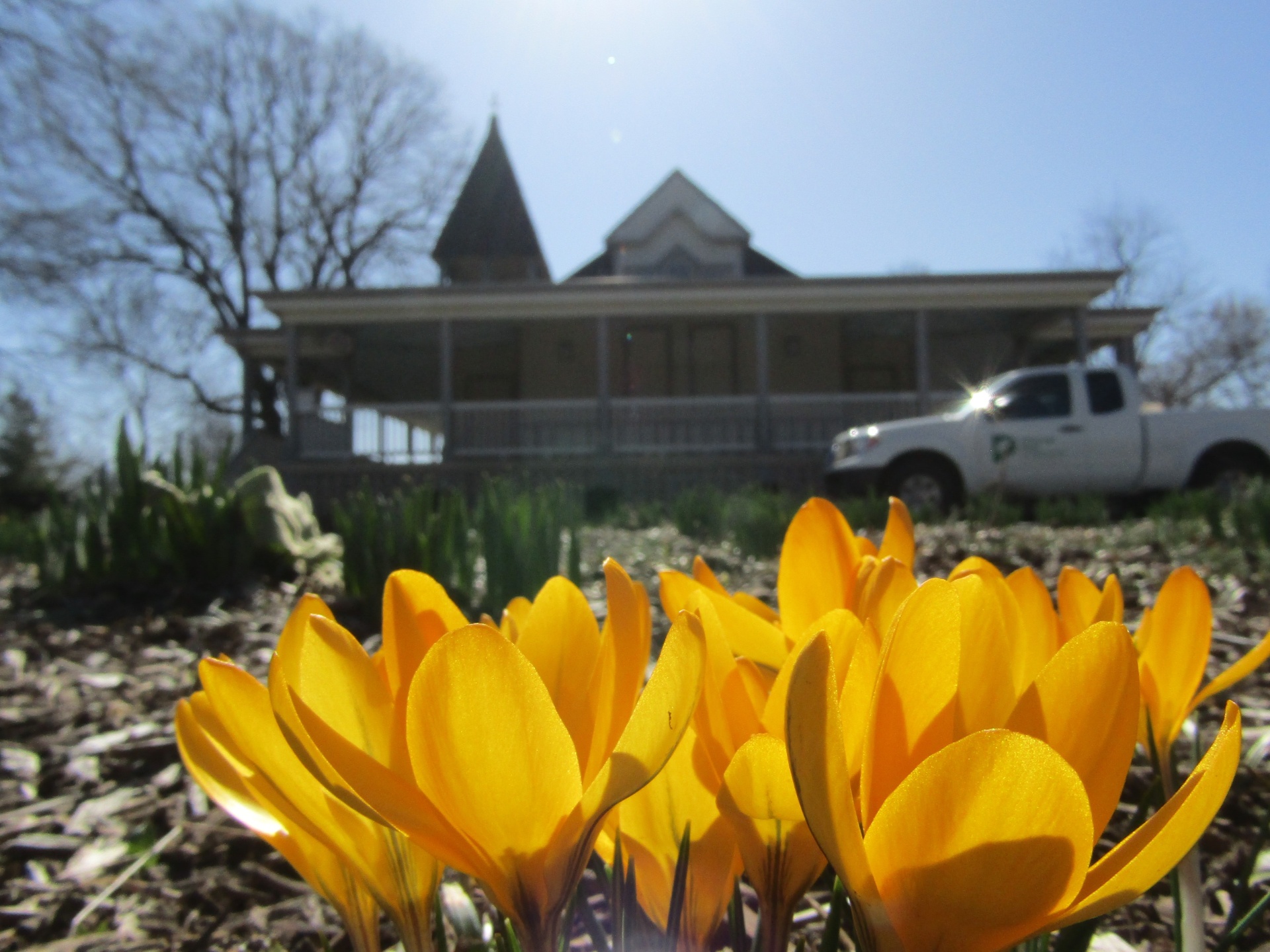 Yellow Crocus foreground with Chapel shelter and truck backg