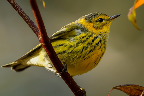Cape May Warbler (1)